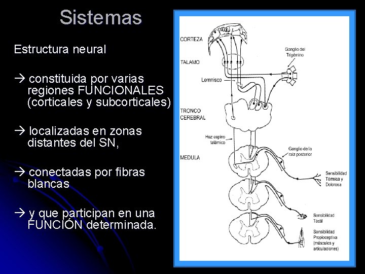 Sistemas Estructura neural constituida por varias regiones FUNCIONALES (corticales y subcorticales) localizadas en zonas