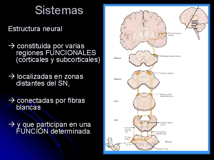 Sistemas Estructura neural constituida por varias regiones FUNCIONALES (corticales y subcorticales) localizadas en zonas
