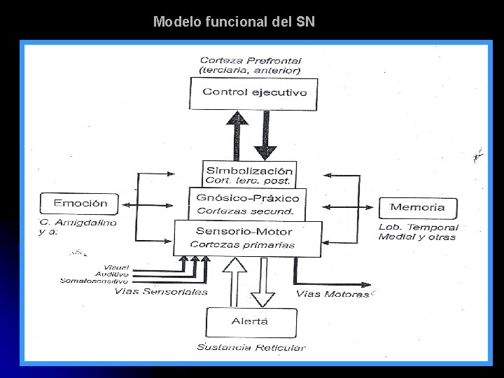 Modelo funcional del SN (Tamaroff – Allegri 1995) 
