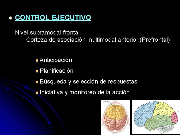 l CONTROL EJECUTIVO Nivel supramodal frontal Corteza de asociación multimodal anterior (Prefrontal) l Anticipación