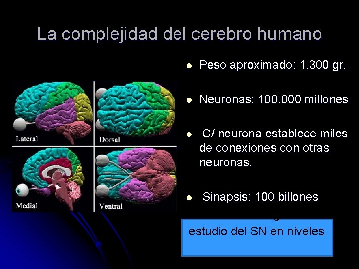 La complejidad del cerebro humano l Peso aproximado: 1. 300 gr. l Neuronas: 100.