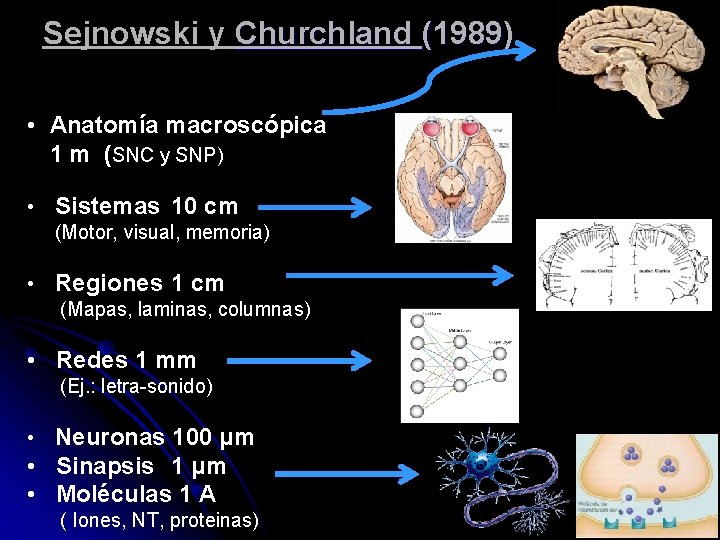 Sejnowski y Churchland (1989) • Anatomía macroscópica 1 m (SNC y SNP) • Sistemas
