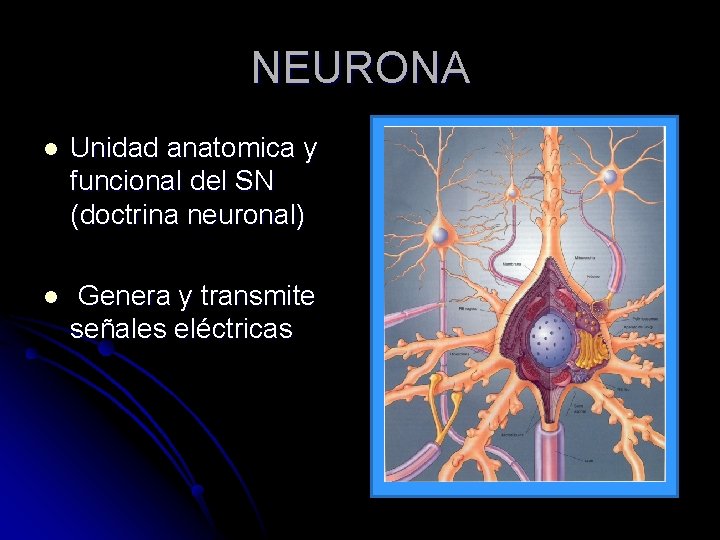 NEURONA l Unidad anatomica y funcional del SN (doctrina neuronal) l Genera y transmite