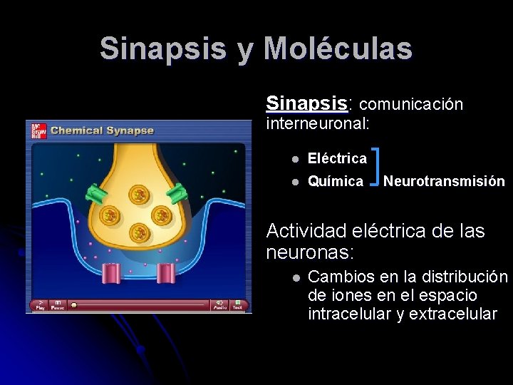 Sinapsis y Moléculas Sinapsis: comunicación interneuronal: l Eléctrica l Química Neurotransmisión Actividad eléctrica de