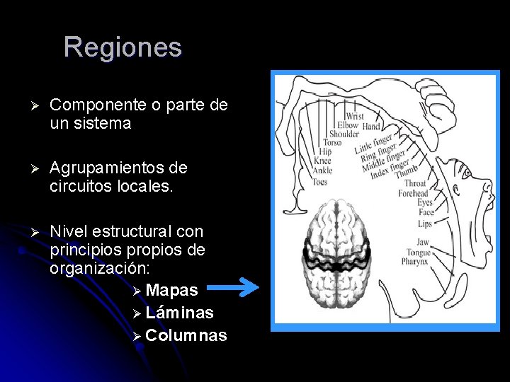 Regiones Ø Componente o parte de un sistema Ø Agrupamientos de circuitos locales. Ø