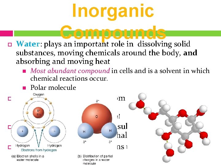  Inorganic Compounds Water: plays an important role in dissolving solid substances, moving chemicals
