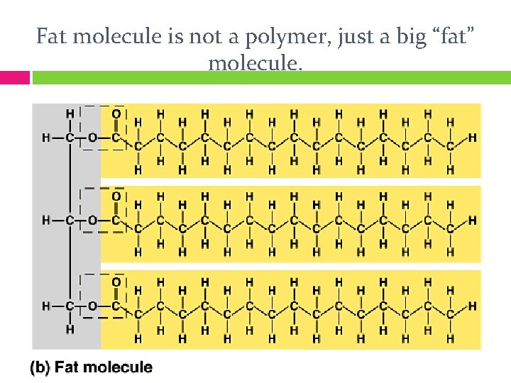 Fat molecule is not a polymer, just a big “fat” molecule. 