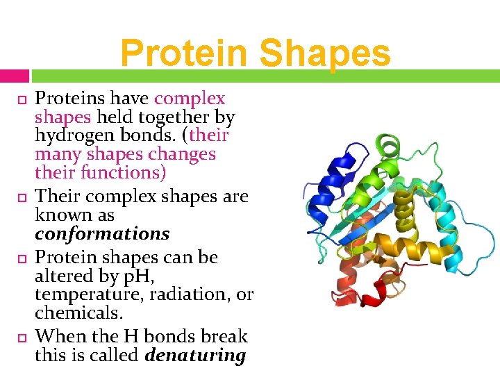Protein Shapes Proteins have complex shapes held together by hydrogen bonds. (their many shapes
