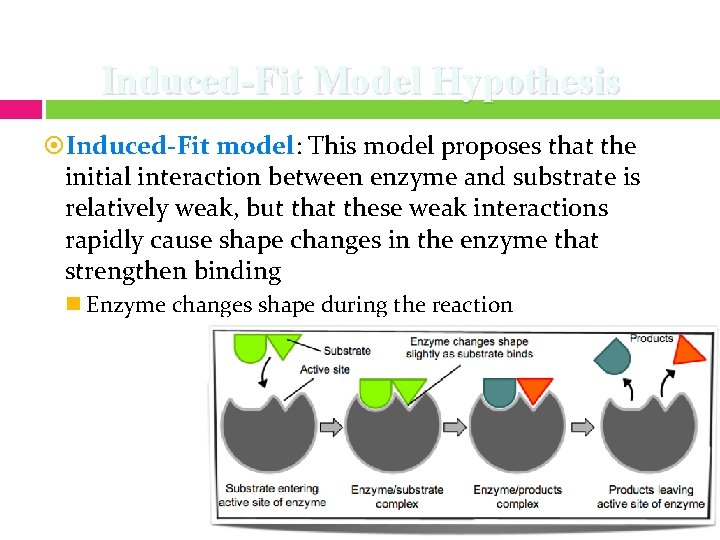 Induced-Fit Model Hypothesis Induced-Fit model: This model proposes that the initial interaction between enzyme