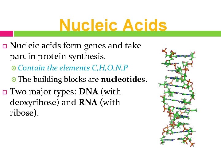 Nucleic Acids Nucleic acids form genes and take part in protein synthesis. Contain the
