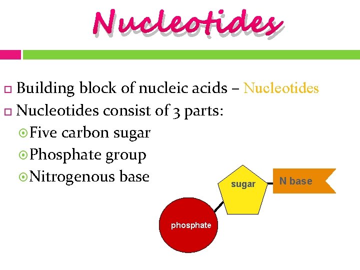 Nucleotides Building block of nucleic acids – Nucleotides consist of 3 parts: Five carbon