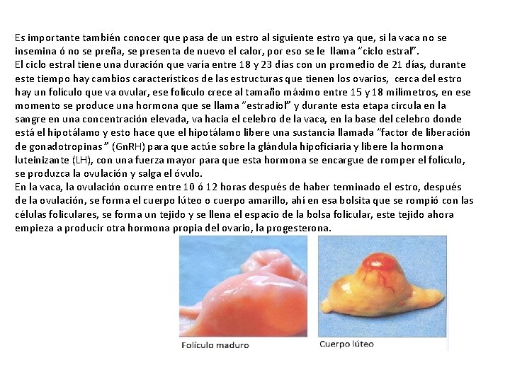 Es importante también conocer que pasa de un estro al siguiente estro ya que, Es importante también conocer que pasa de un estro al siguiente estro ya que,