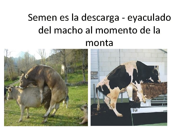 Semen es la descarga - eyaculado del macho al momento de la monta Semen es la descarga - eyaculado del macho al momento de la monta