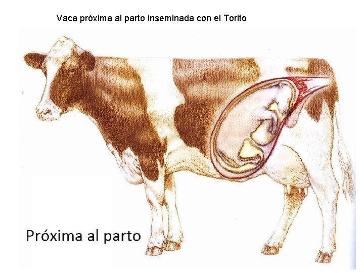 Vaca próxima al parto inseminada con el Torito Vaca próxima al parto inseminada con el Torito