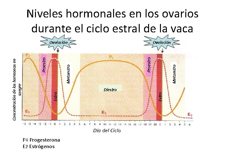 Niveles hormonales en los ovarios durante el ciclo estral de la vaca Día del Niveles hormonales en los ovarios durante el ciclo estral de la vaca Día del