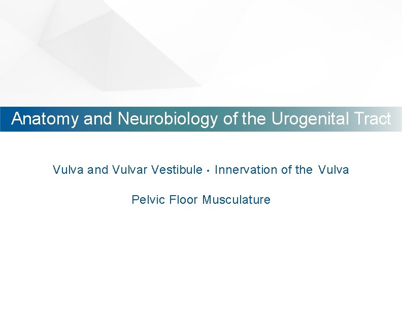 Anatomy and Neurobiology of the Urogenital Tract Vulva and Vulvar Vestibule • Innervation of