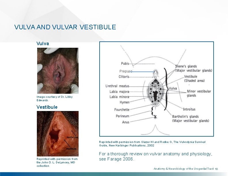 VULVA AND VULVAR VESTIBULE Vulva Prepuce Image courtesy of Dr. Libby Edwards. Vestibule Reprinted