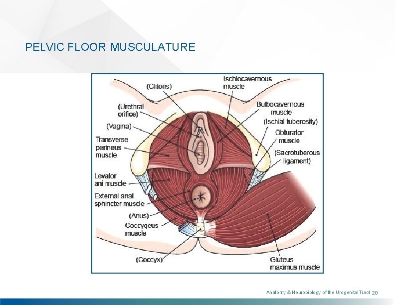 PELVIC FLOOR MUSCULATURE Anatomy & Neurobiology of the Urogenital Tract 20 