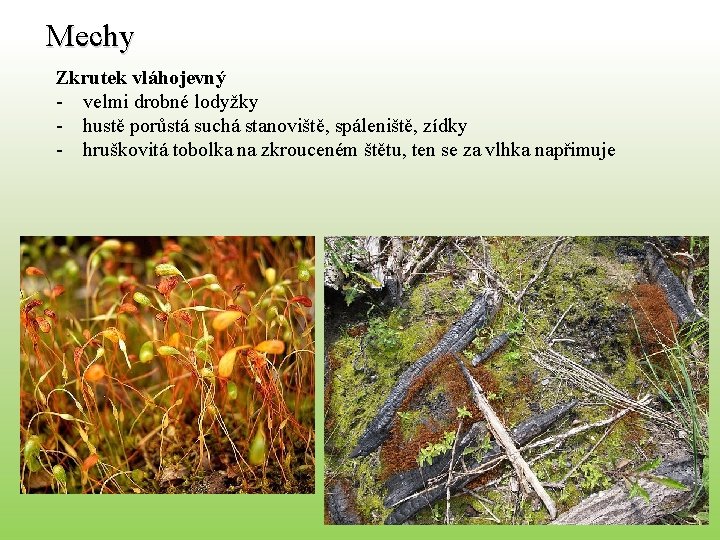 Mechy Zkrutek vláhojevný - velmi drobné lodyžky - hustě porůstá suchá stanoviště, spáleniště, zídky