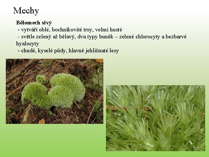 Mechy Bělomech sivý - vytváří oblé, bochníkovité trsy, velmi husté - světle zelený až