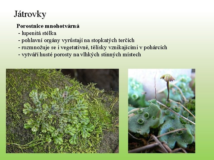 Játrovky Porostnice mnohotvárná - lupenitá stélka - pohlavní orgány vyrůstají na stopkatých terčích -