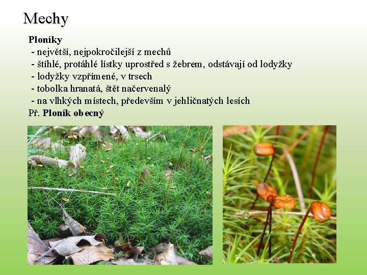 Mechy Ploníky - největší, nejpokročilejší z mechů - štíhlé, protáhlé lístky uprostřed s žebrem,