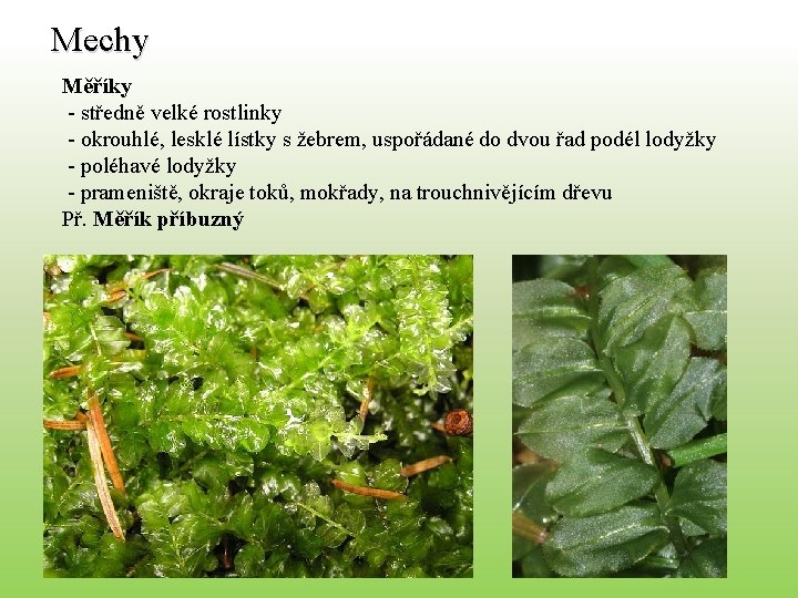 Mechy Měříky - středně velké rostlinky - okrouhlé, lesklé lístky s žebrem, uspořádané do