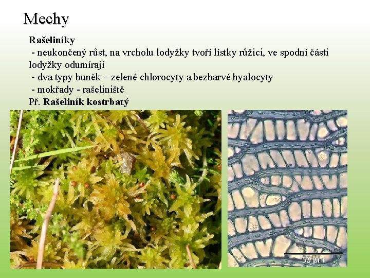Mechy Rašeliníky - neukončený růst, na vrcholu lodyžky tvoří lístky růžici, ve spodní části