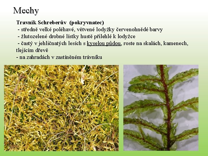 Mechy Travník Schreberův (pokryvnatec) - středně velké poléhavé, větvené lodyžky červenohnědé barvy - žlutozelené