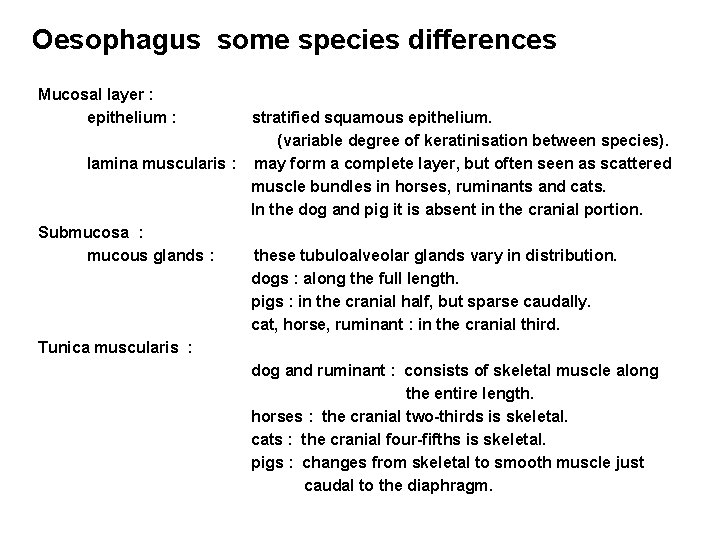 Oesophagus some species differences Mucosal layer : epithelium : stratified squamous epithelium. (variable degree