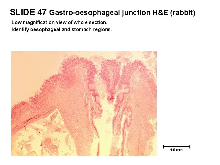 SLIDE 47 Gastro-oesophageal junction H&E (rabbit) Low magnification view of whole section. Identify oesophageal