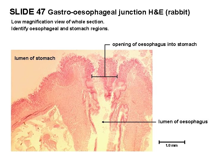 SLIDE 47 Gastro-oesophageal junction H&E (rabbit) Low magnification view of whole section. Identify oesophageal