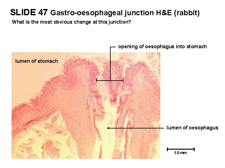 SLIDE 47 Gastro-oesophageal junction H&E (rabbit) What is the most obvious change at this