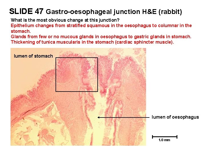 SLIDE 47 Gastro-oesophageal junction H&E (rabbit) What is the most obvious change at this