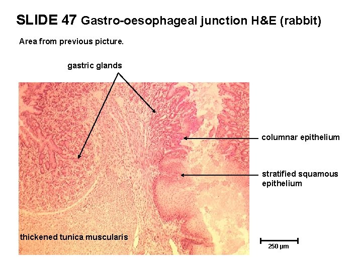 SLIDE 47 Gastro-oesophageal junction H&E (rabbit) Area from previous picture. gastric glands columnar epithelium
