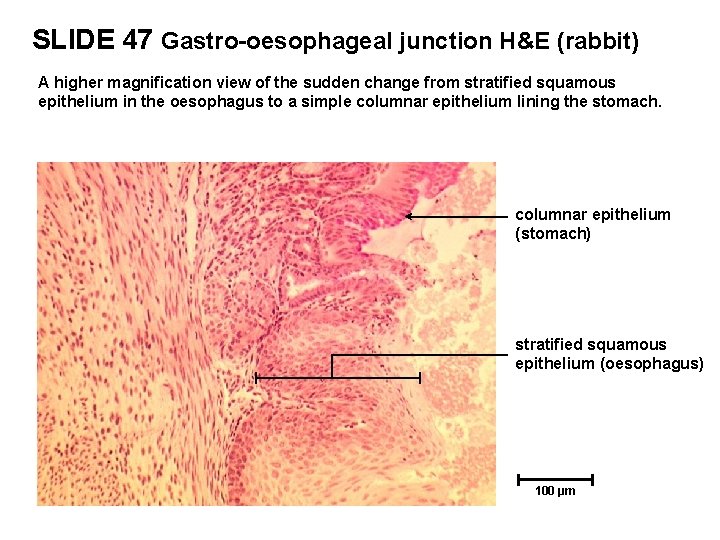 SLIDE 47 Gastro-oesophageal junction H&E (rabbit) A higher magnification view of the sudden change