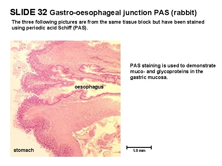 SLIDE 32 Gastro-oesophageal junction PAS (rabbit) The three following pictures are from the same