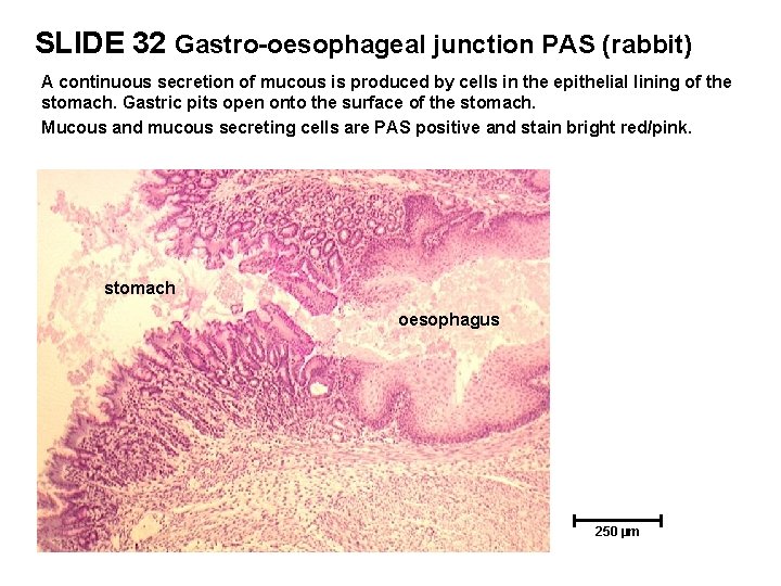SLIDE 32 Gastro-oesophageal junction PAS (rabbit) A continuous secretion of mucous is produced by