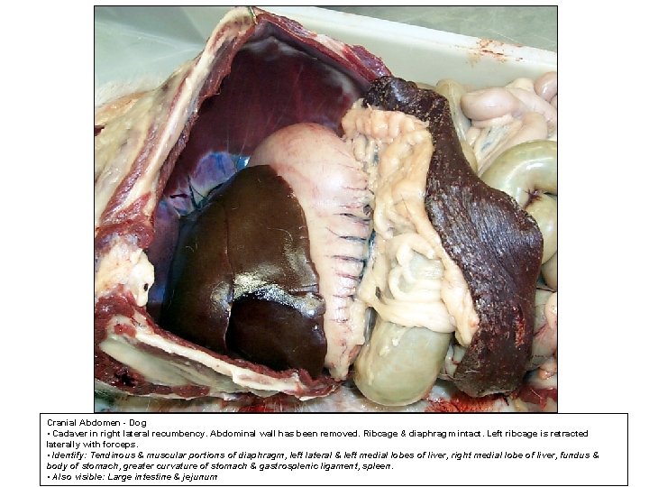 Cranial Abdomen - Dog • Cadaver in right lateral recumbency. Abdominal wall has been