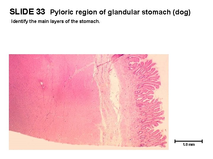 SLIDE 33 Pyloric region of glandular stomach (dog) Identify the main layers of the