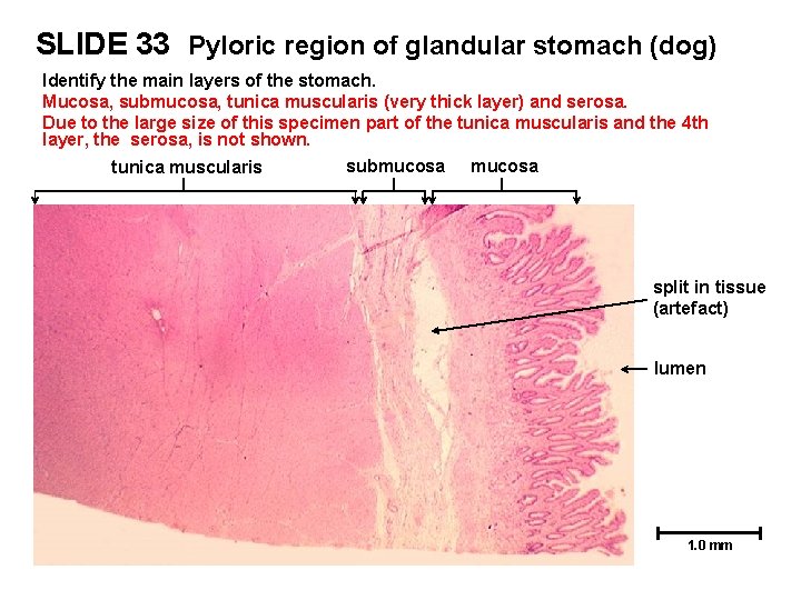 SLIDE 33 Pyloric region of glandular stomach (dog) Identify the main layers of the