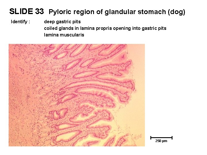 SLIDE 33 Pyloric region of glandular stomach (dog) Identify : deep gastric pits coiled