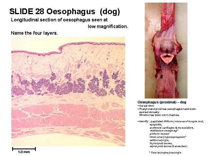 SLIDE 28 Oesophagus (dog) Longitudinal section of oesophagus seen at low magnification. Name the