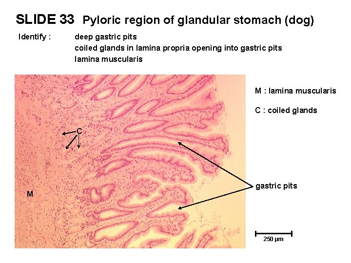SLIDE 33 Pyloric region of glandular stomach (dog) Identify : deep gastric pits coiled