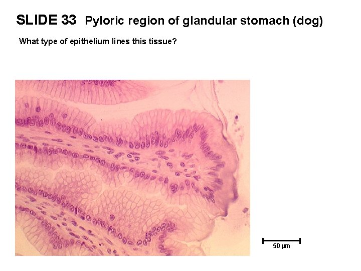 SLIDE 33 Pyloric region of glandular stomach (dog) What type of epithelium lines this