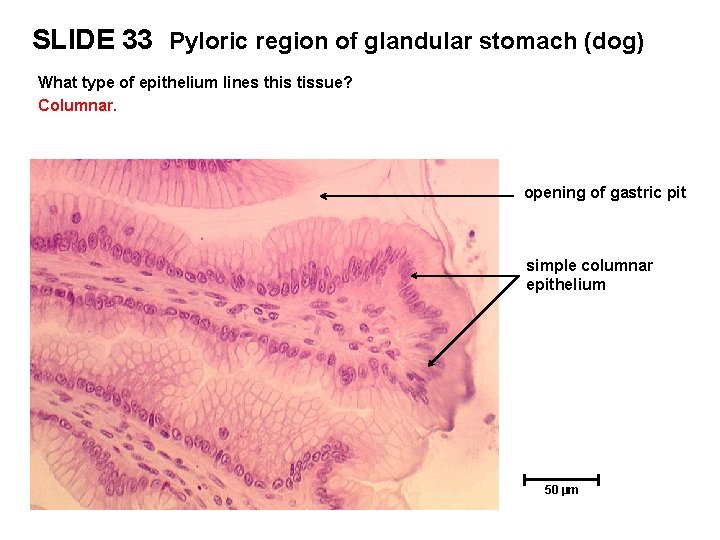 SLIDE 33 Pyloric region of glandular stomach (dog) What type of epithelium lines this