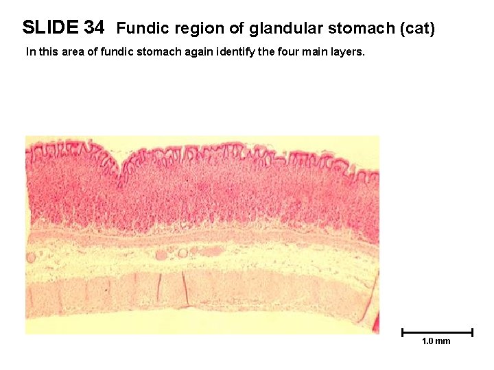 SLIDE 34 Fundic region of glandular stomach (cat) In this area of fundic stomach