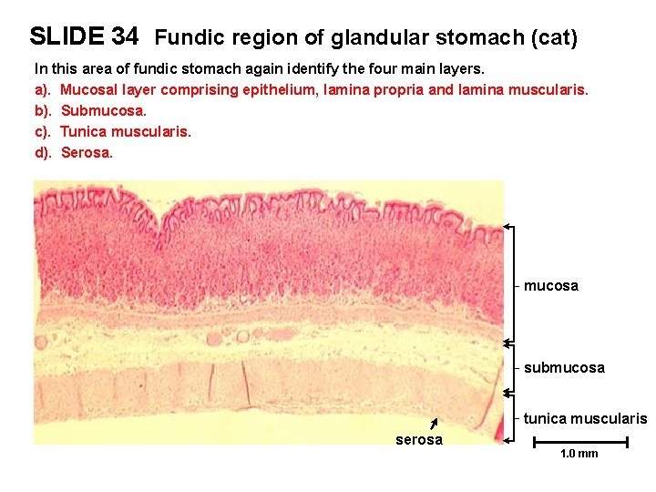 SLIDE 34 Fundic region of glandular stomach (cat) In this area of fundic stomach