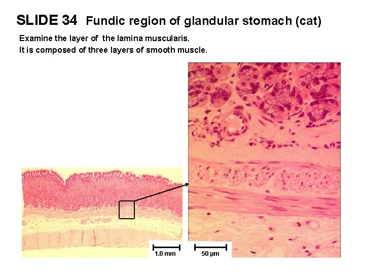 SLIDE 34 Fundic region of glandular stomach (cat) Examine the layer of the lamina