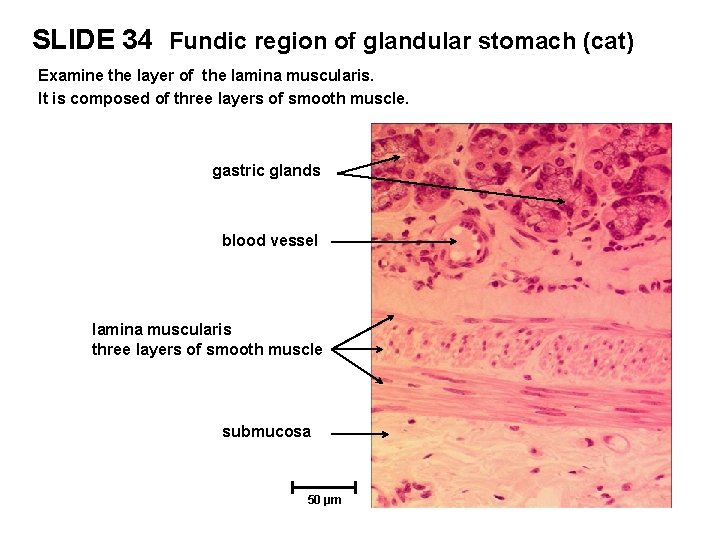 SLIDE 34 Fundic region of glandular stomach (cat) Examine the layer of the lamina